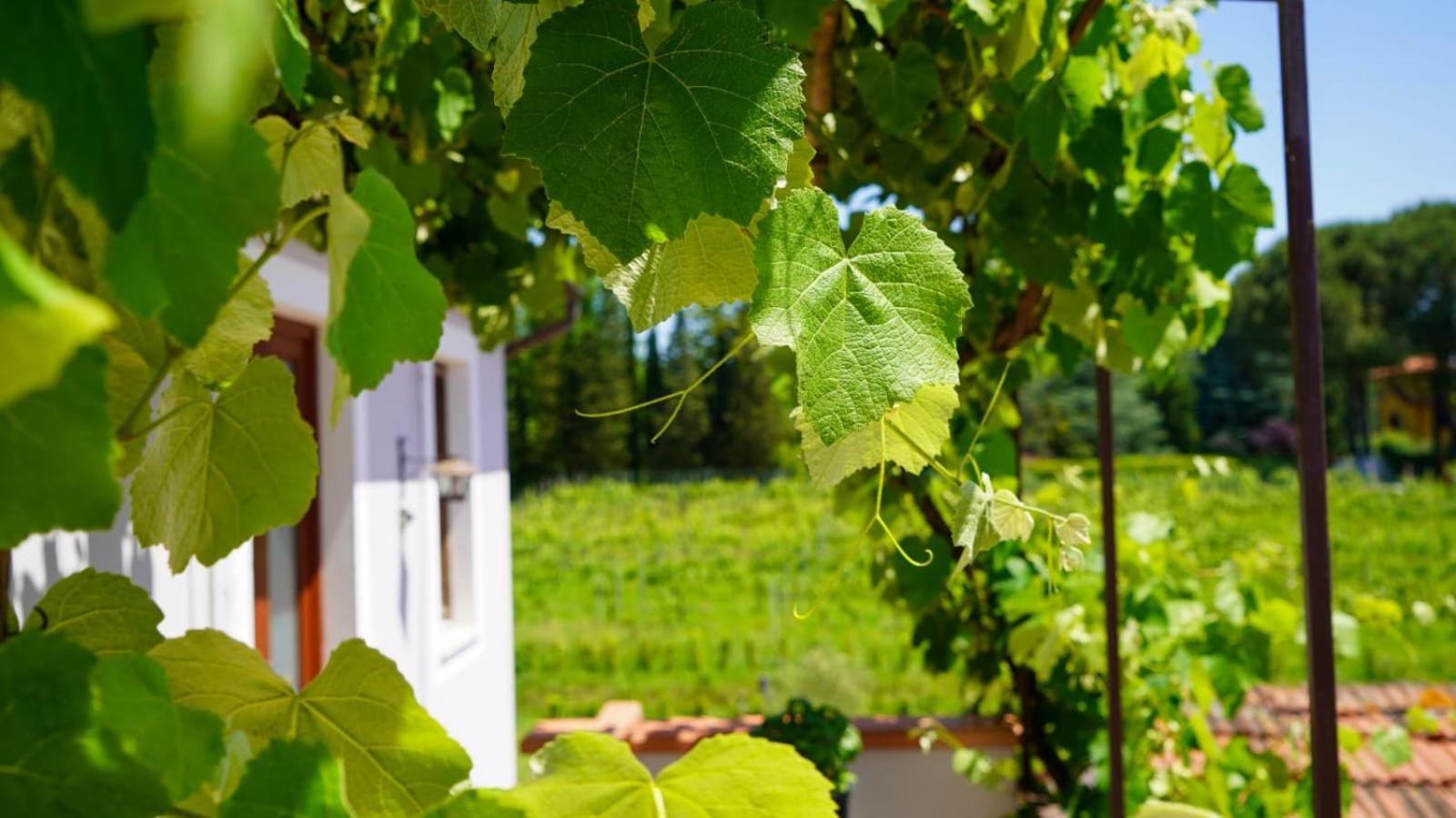 Wine House Bed & Breakfast Capannori Ngoại thất bức ảnh