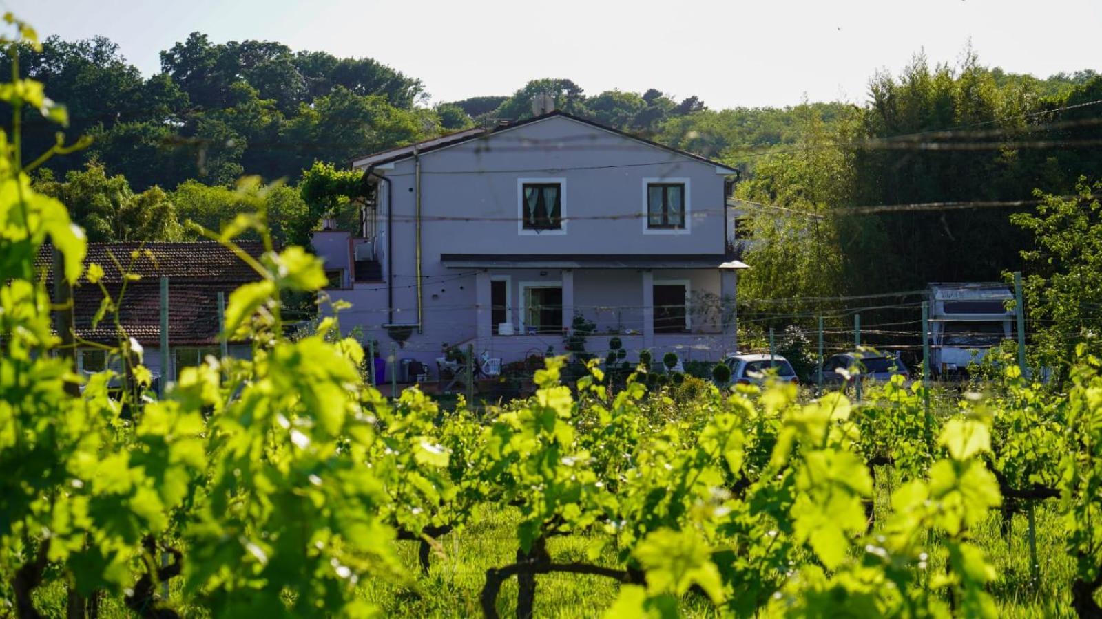 Wine House Bed & Breakfast Capannori Ngoại thất bức ảnh
