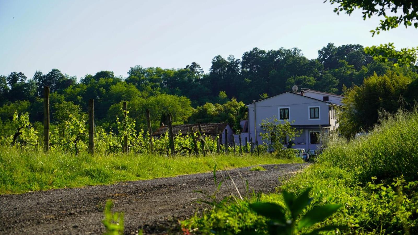 Wine House Bed & Breakfast Capannori Ngoại thất bức ảnh