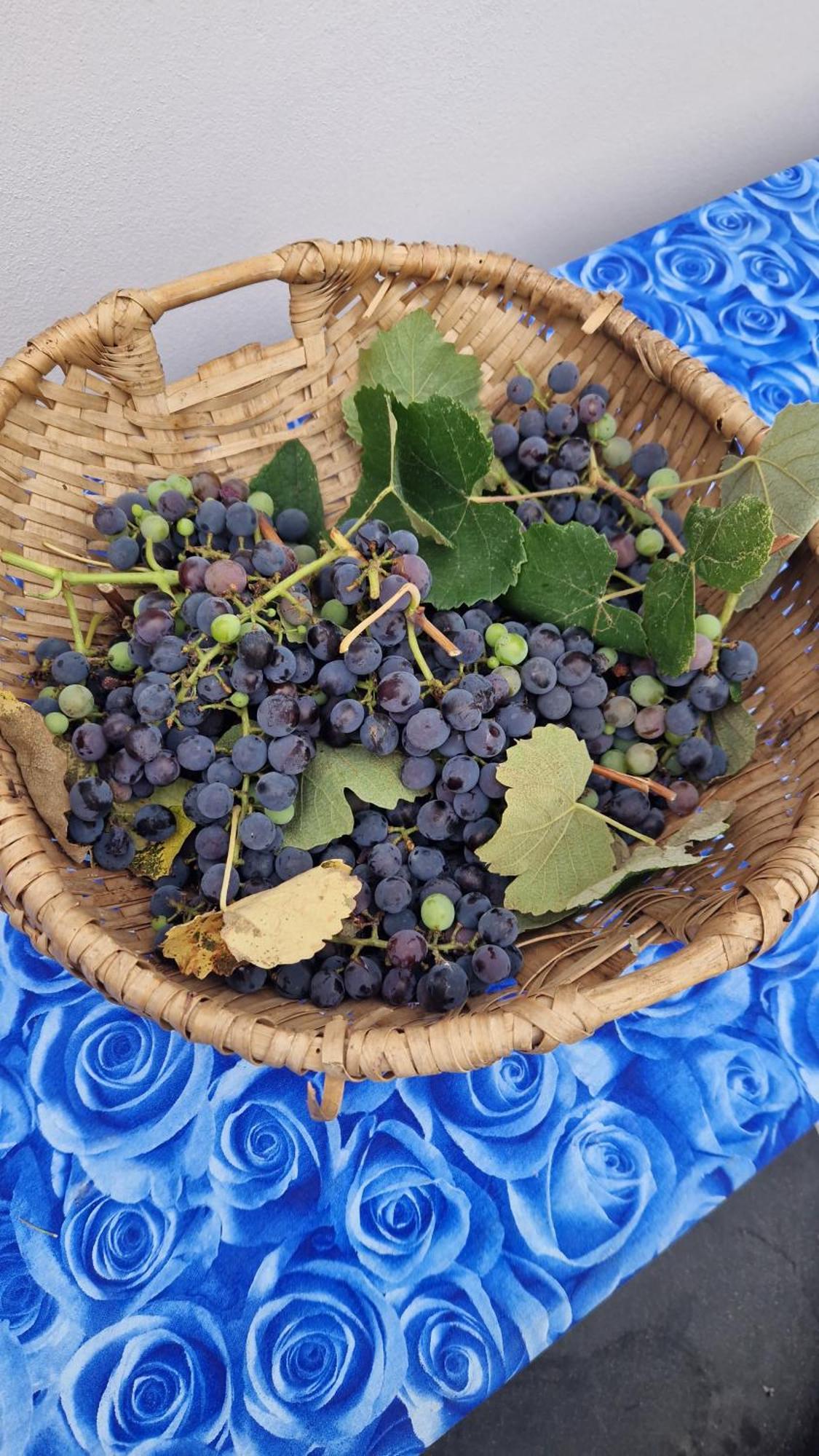Wine House Bed & Breakfast Capannori Ngoại thất bức ảnh